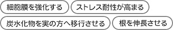 細胞膜を強化する・ストレス耐性が高まる・炭水化物を実の方へ移行させる・根を伸長させる